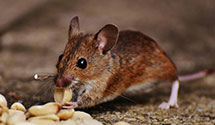 24 Hour & Emergency Exterminators in Lexington Pk, MD
